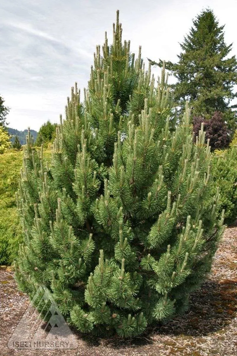 Mugo Pine