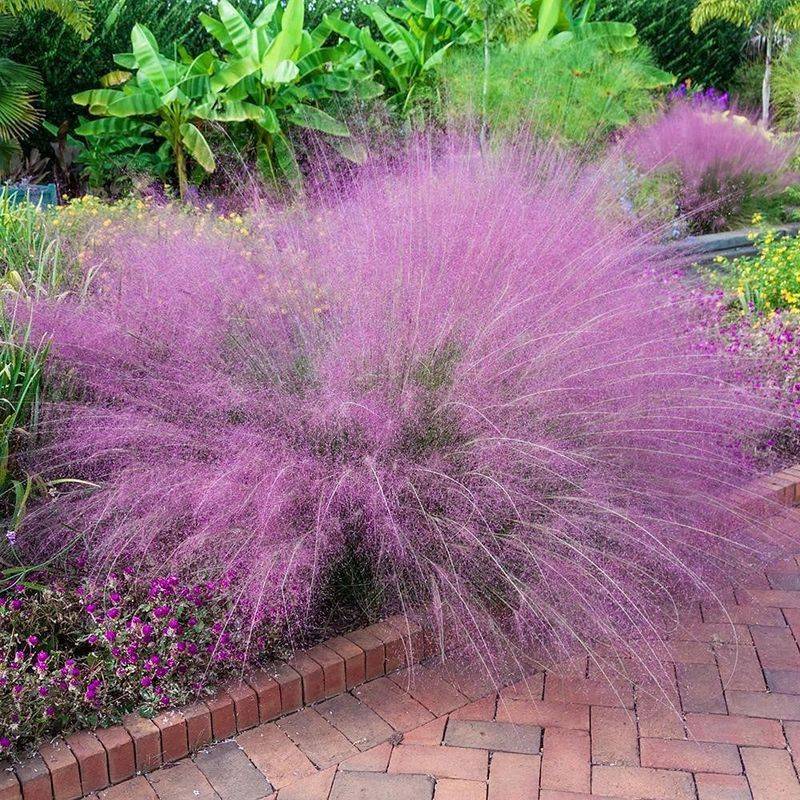 Muhly Grass