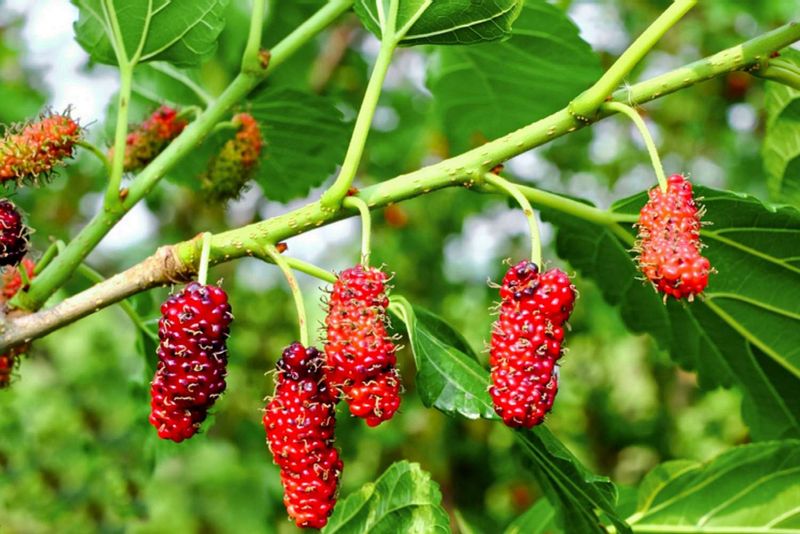 Mulberry Tree