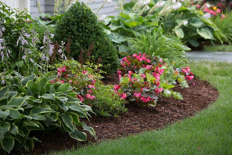 Mulch Guarantees No Weeds