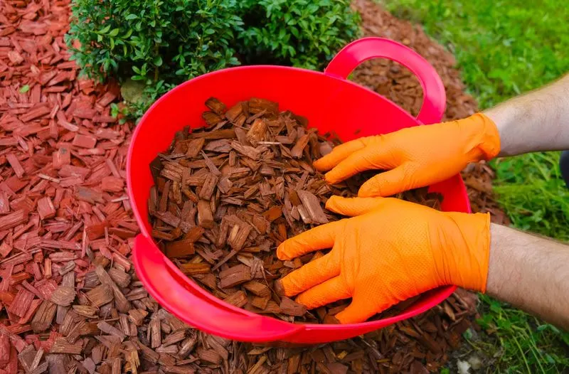 Mulching Techniques