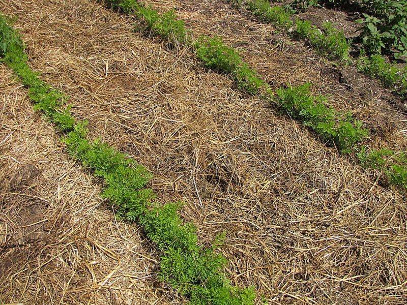 Mulching for Soil Health