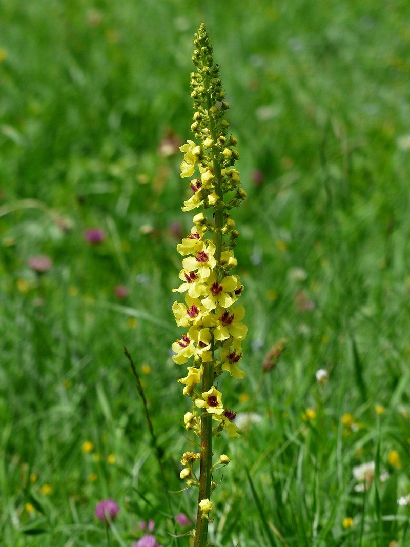 Mullein