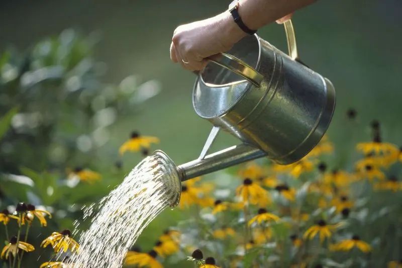 Myth 1: Watering Plants Daily is Best