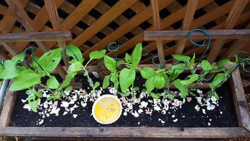 Myth 10: Eggshells Deter Slugs Effectively