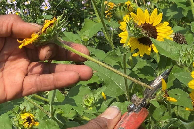 Myth 12: Deadheading Keeps All Plants Blooming