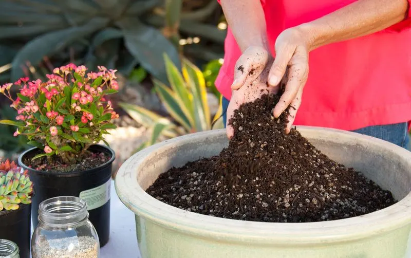 Myth 13: Peat Moss is Essential for Soil Improvement