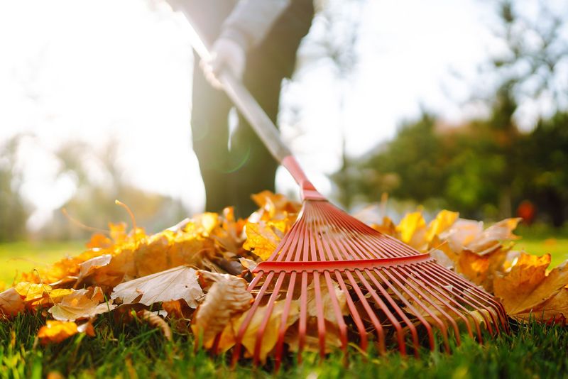 Myth 16: Raking Leaves is Essential for Lawn Health