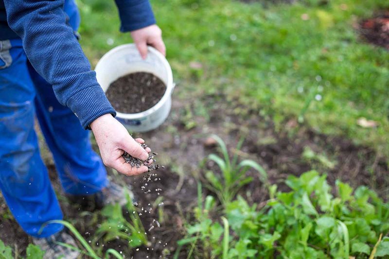 Myth 17: All Plants Need Fertilizer in Spring