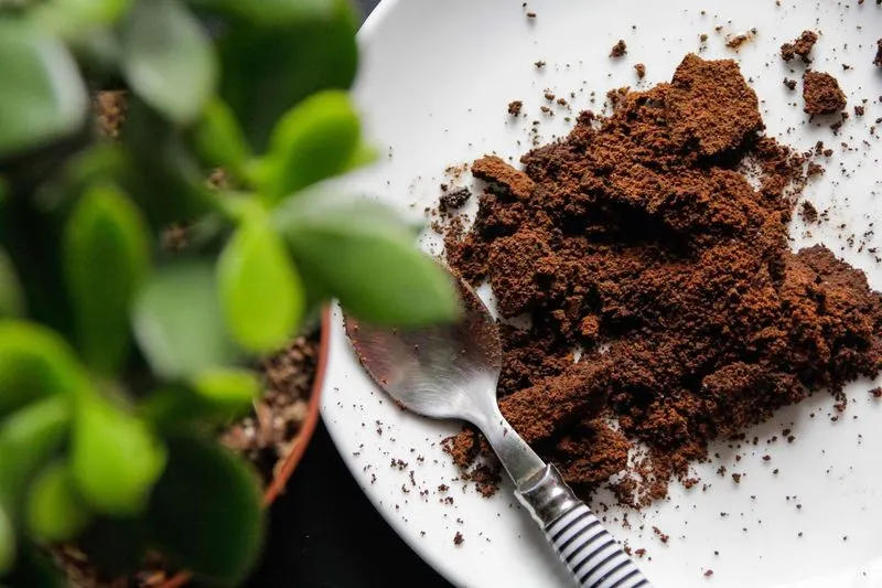 Myth 5: Coffee Grounds are a Universal Fertilizer