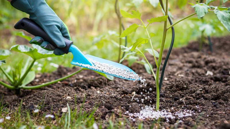 Myth 7: Fertilizer is Always Necessary for Healthy Plants