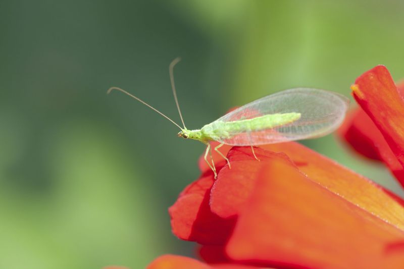 Myth 9: All Bugs are Bad for Your Garden