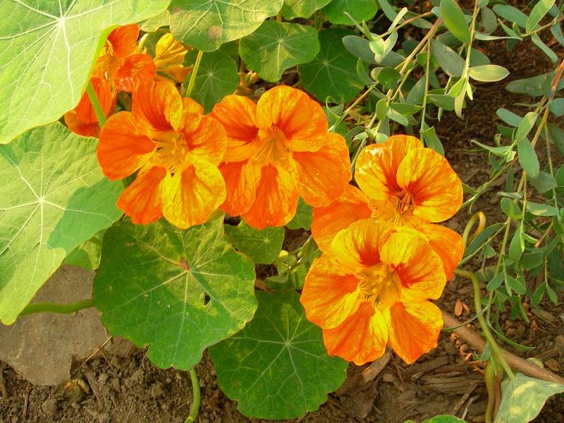 Nasturtium