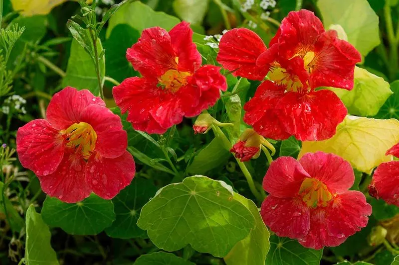 Nasturtium