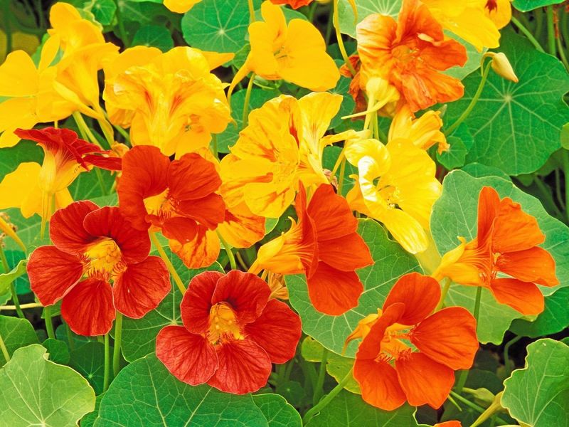 Nasturtium