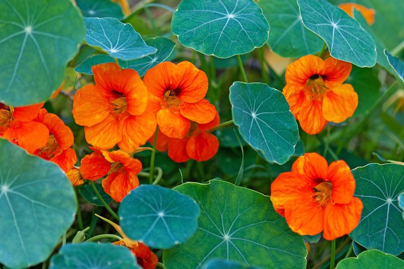 Nasturtium (Tropaeolum)