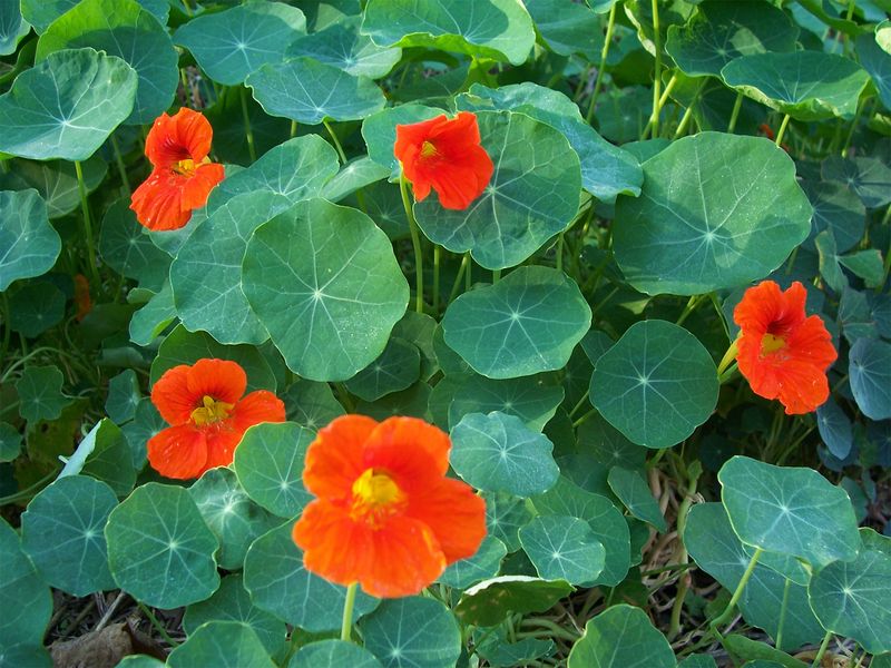 Nasturtiums