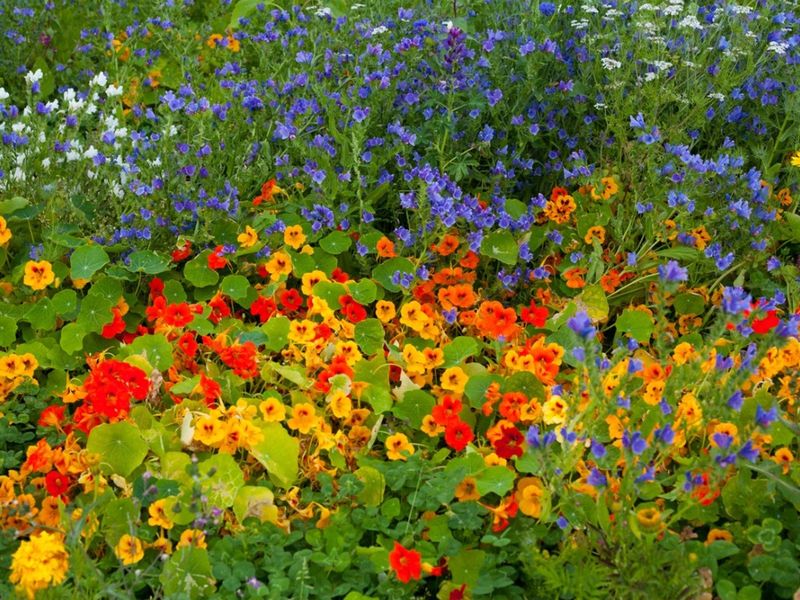 Nasturtiums