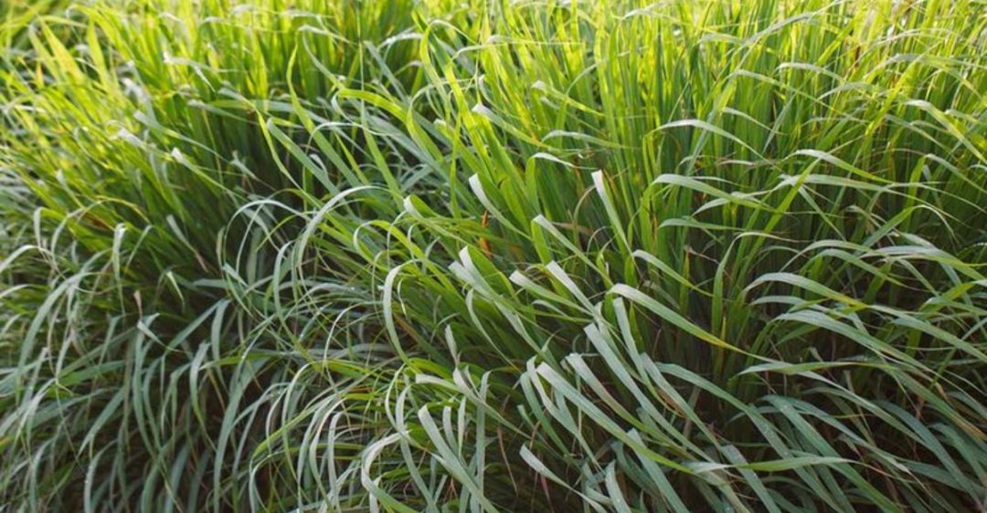 24 Native Grasses That Will Bring New Life to Your Landscape - Plantisima