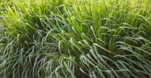 Native Grasses That Will Bring New Life to Your Landscape