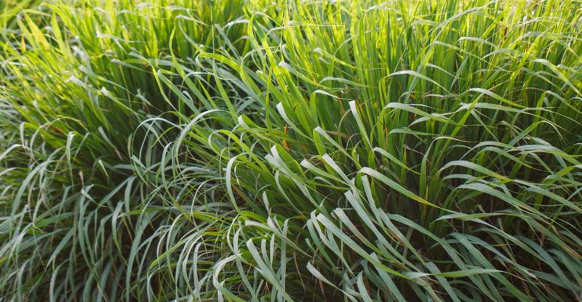 Native Grasses That Will Bring New Life to Your Landscape