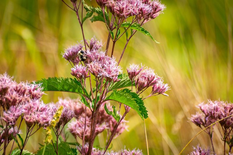 Native Plant Selection