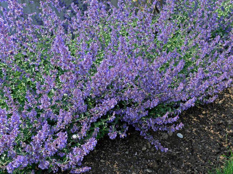 Nepeta (Catmint)