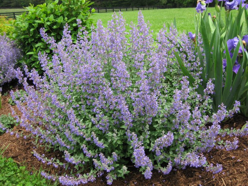 Nepeta racemosa (Catmint)