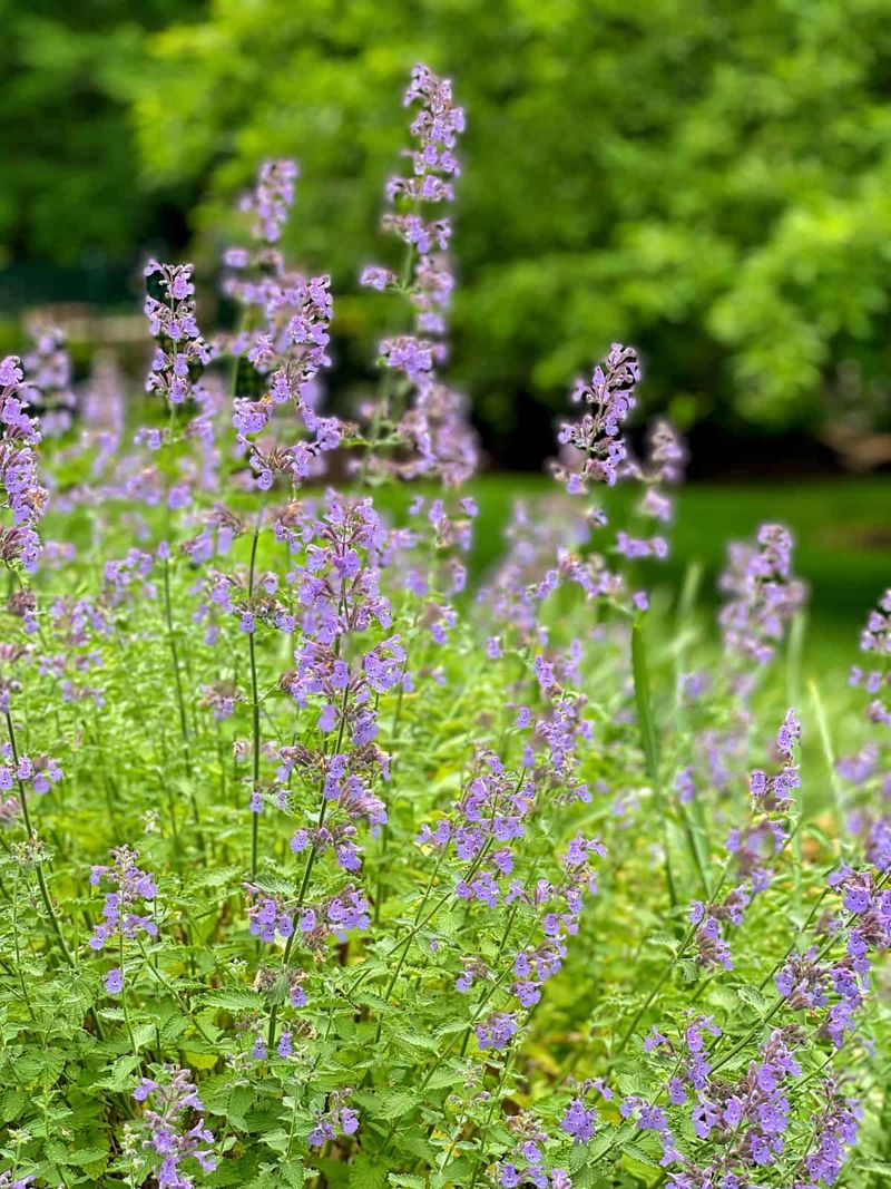 Nepeta