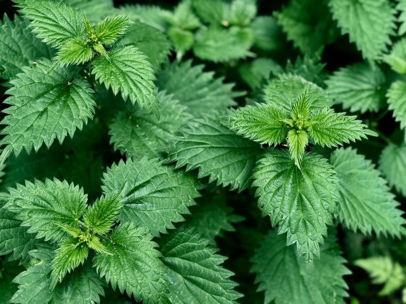 Nettle