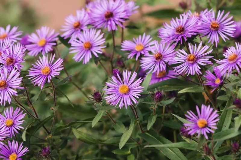 New England Aster