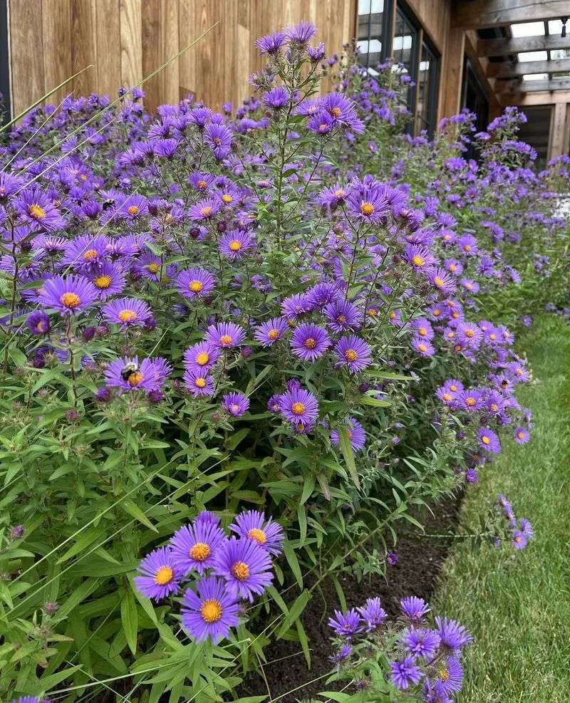 New England Aster