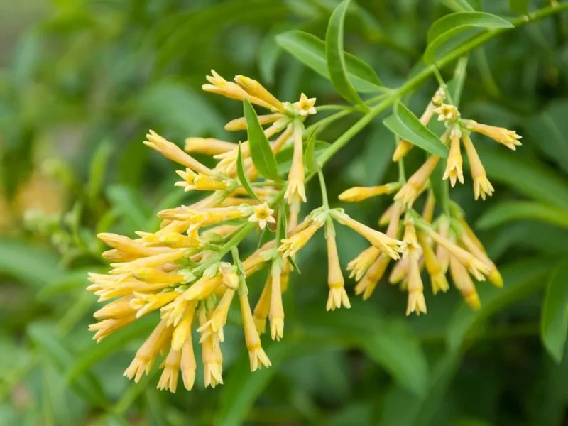 Night-Blooming Jasmine