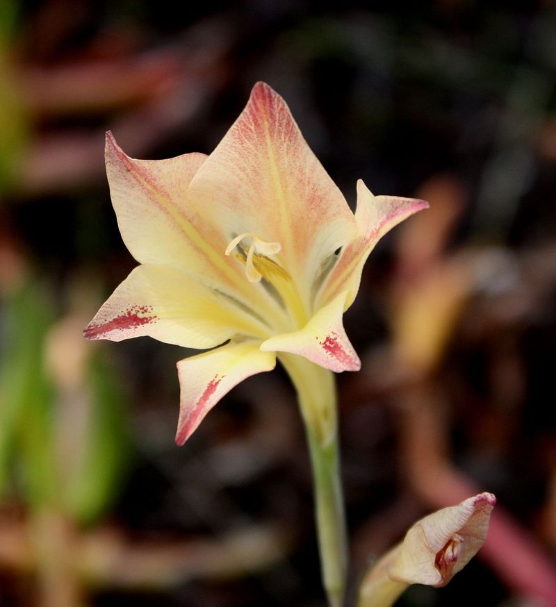 Night Gladiolus