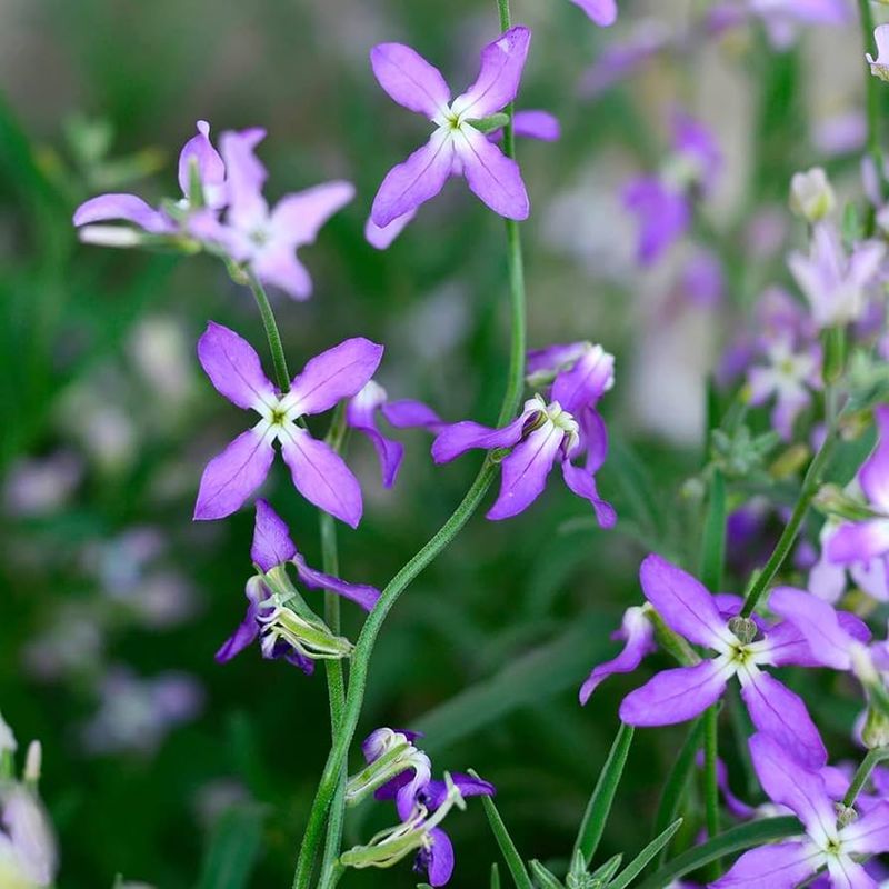 Night Scented Stock