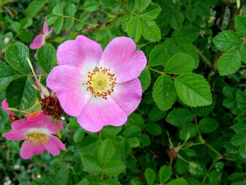 Nootka Rose