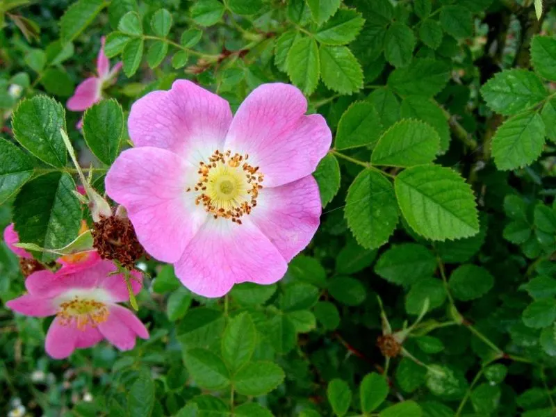 Nootka Rose