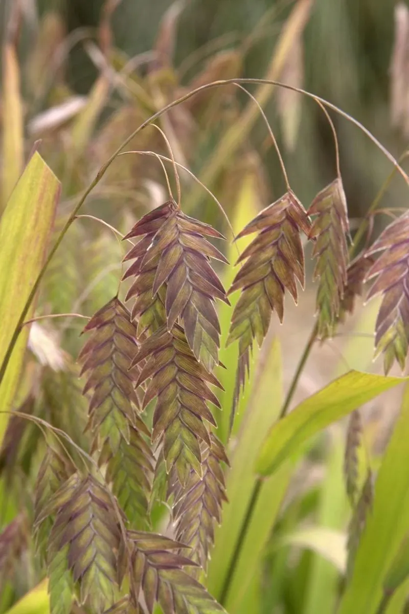 Northern Sea Oats