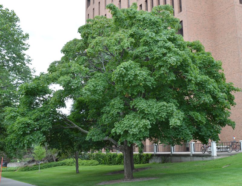 Norway Maple