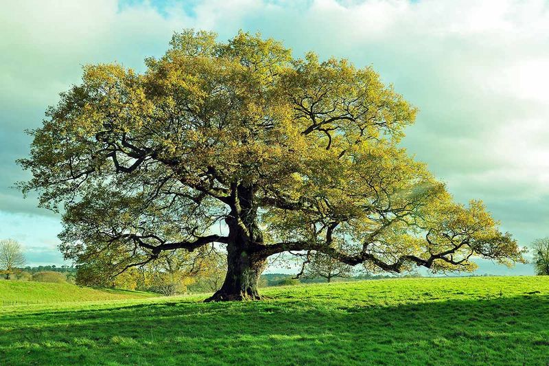 Oak Tree