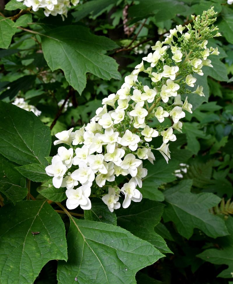 Oakleaf Hydrangea