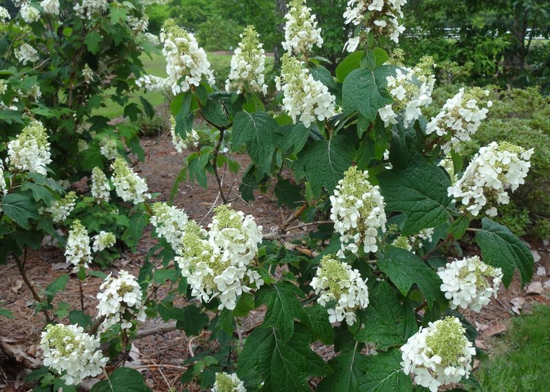 Oakleaf Hydrangea