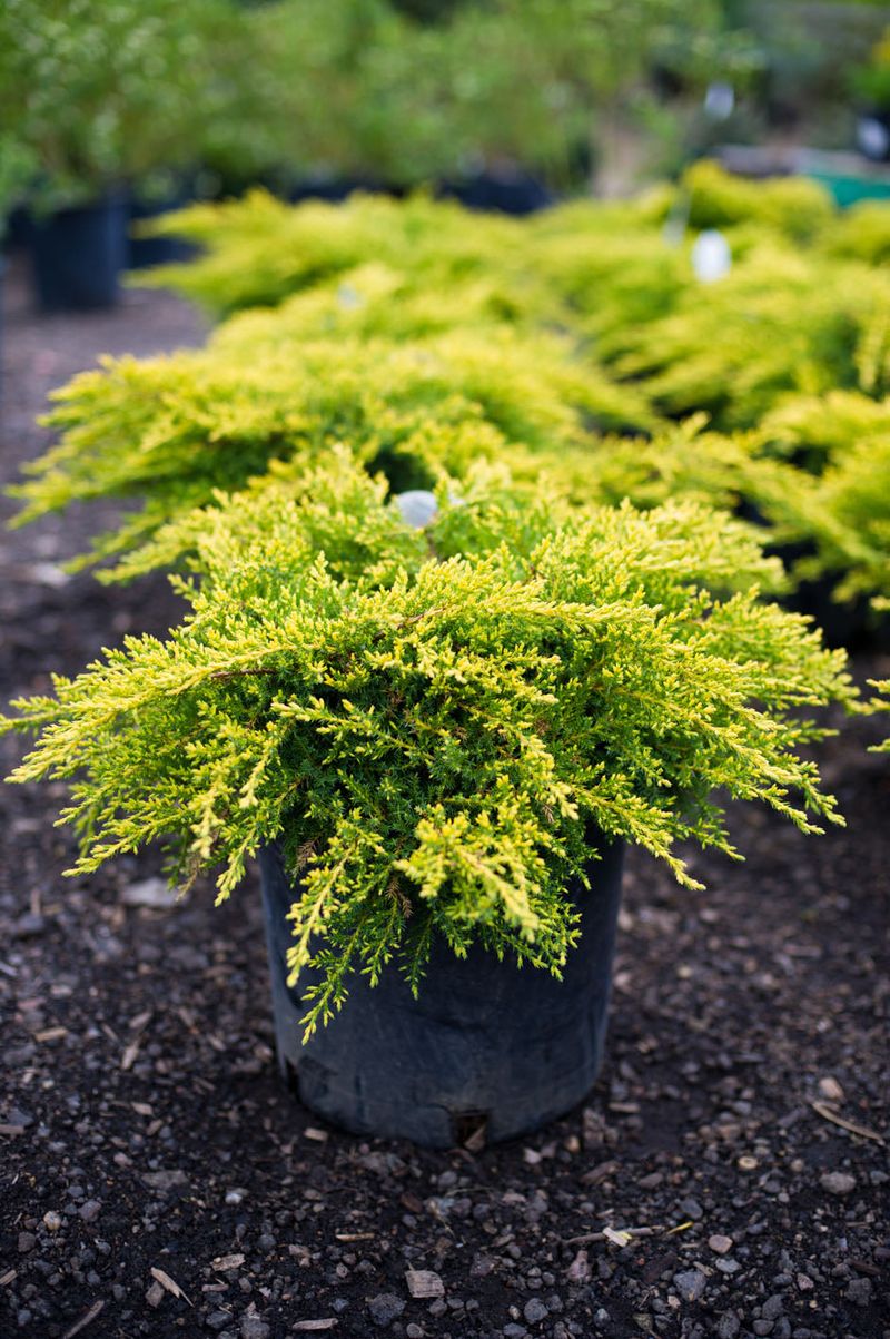 Old Gold Juniper