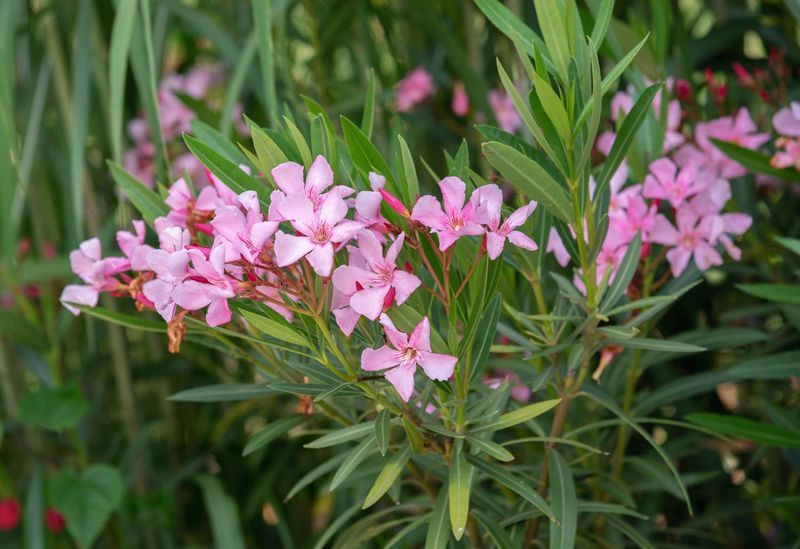 Oleander