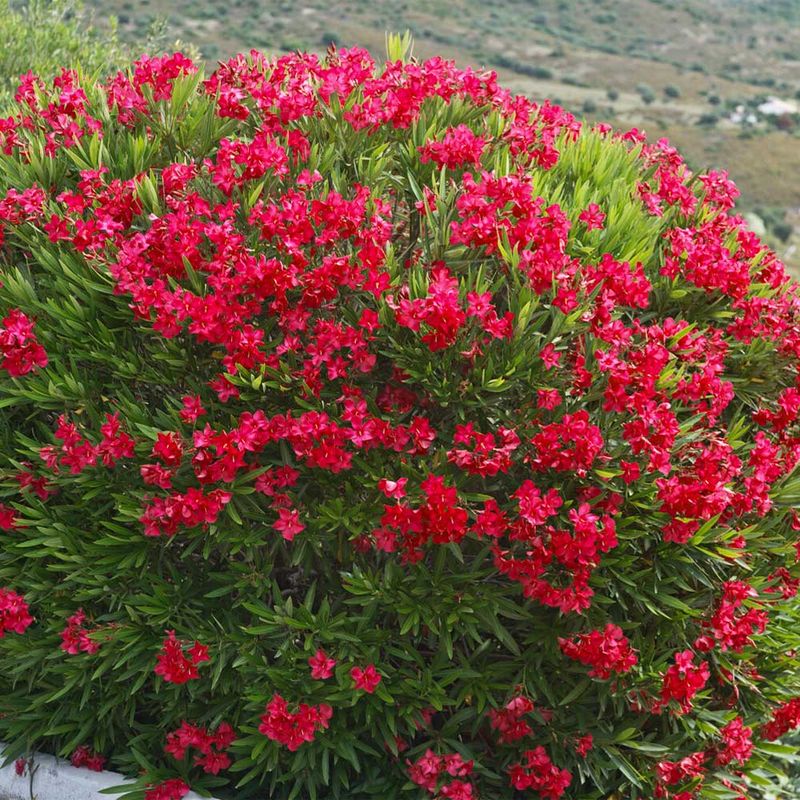 Oleander