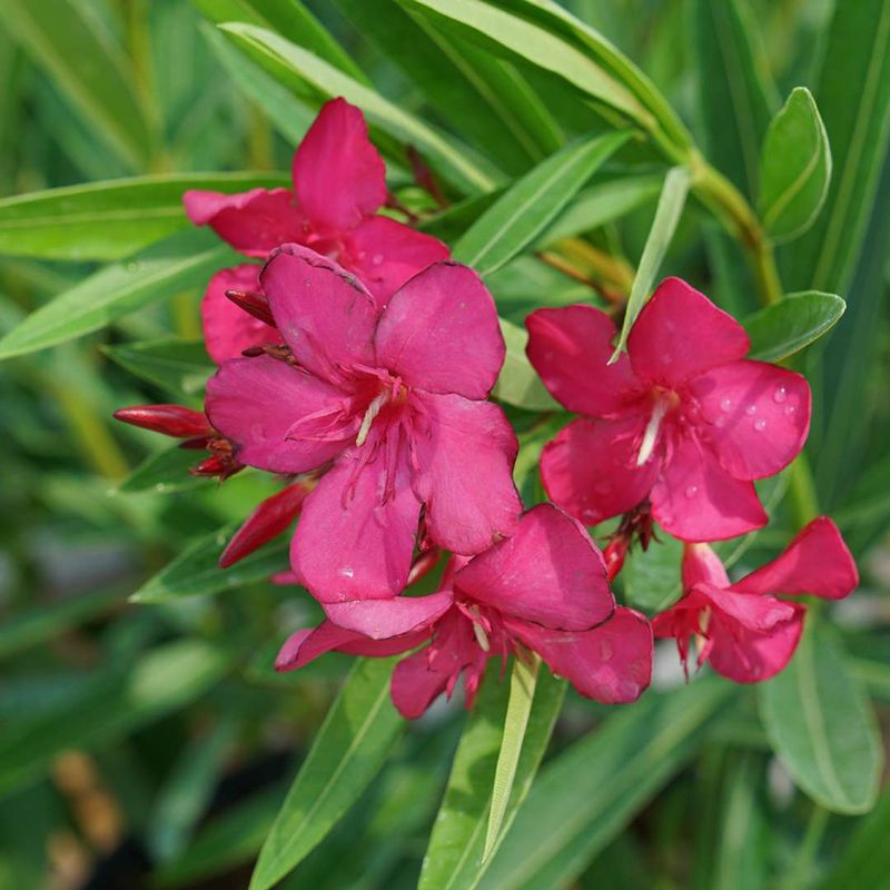 Oleander