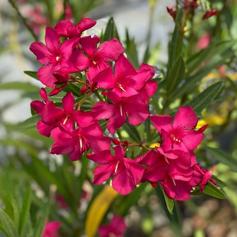 Oleander