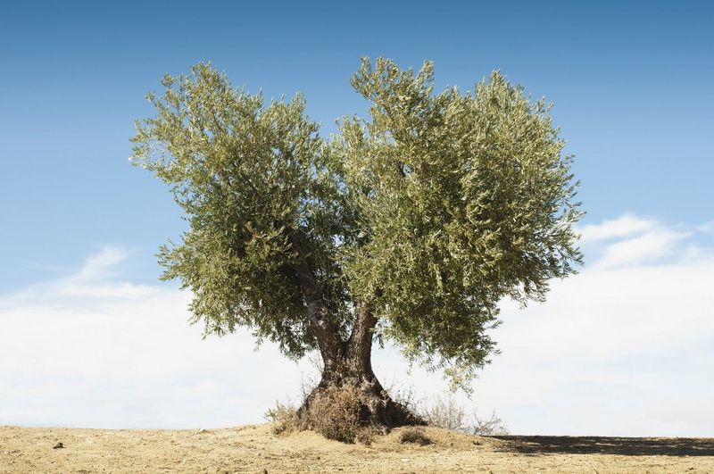 Olive Tree