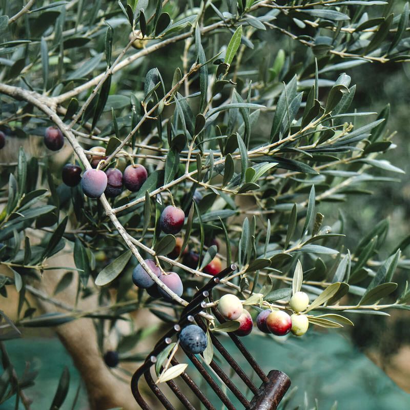 Olive Tree