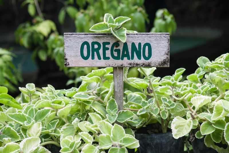 Oregano